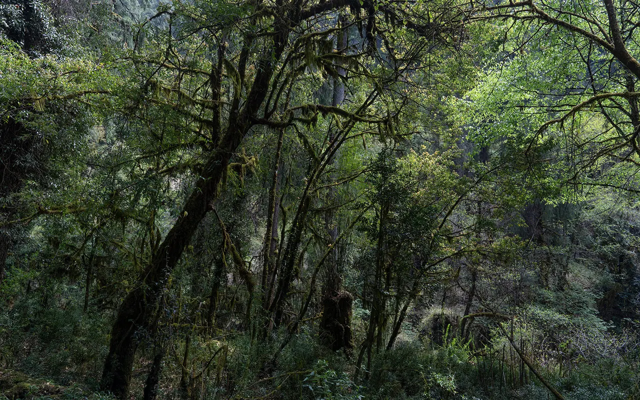 Manaslu Circuit Trek for Beginners: Is It the Right Trek for You? 5 Manaslu Circuit Trek Forest View